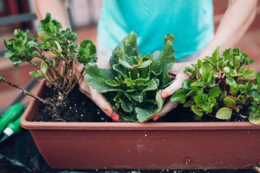 Kadın dikdörtgen bir çömleğe bitki ekiyor.