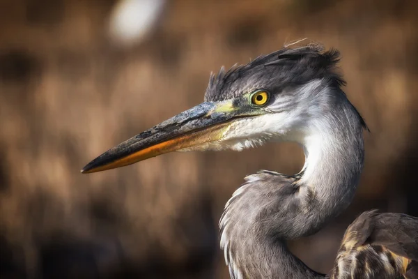 Reiher-Porträt im Profil. — Stockfoto