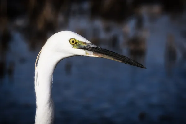 Reiher-Porträt im Profil. — Stockfoto