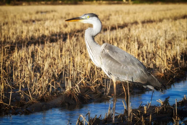 Bir profildeki Heron portre. — Stok fotoğraf