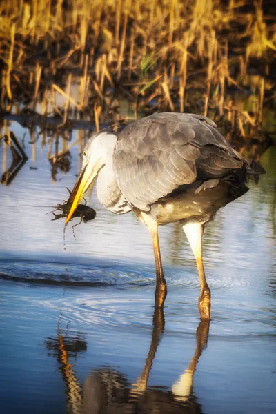 Bir profildeki Heron portre. — Stok fotoğraf