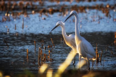 Bir profildeki Heron portre.
