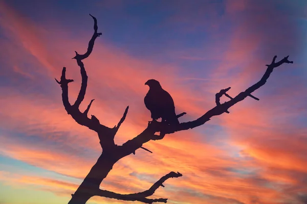 Silhouette Rapace Piumato Contro Cielo Tramonto — Foto Stock