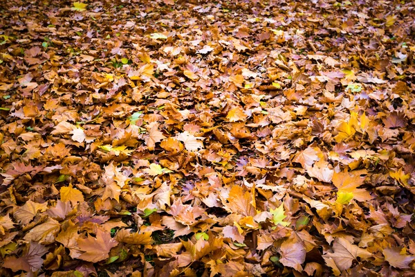 Herfst blad vallen — Stockfoto