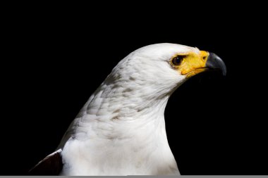 Head of a white-headed eagle. clipart