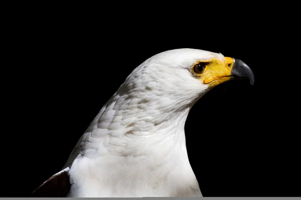 Голова белоголового орла . — стоковое фото