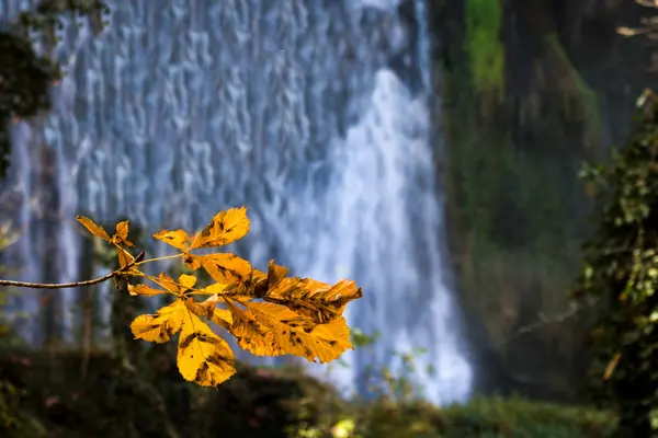 Falls in the wood in the fall. — Stock Photo, Image