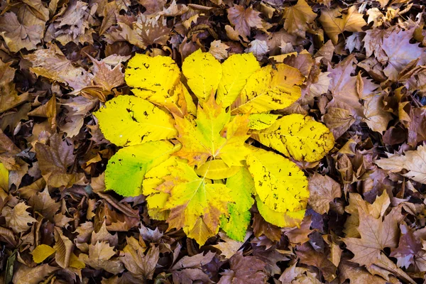 Die Herbstsonne im Herbstpark — Stockfoto