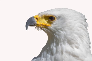 Beyaz başkanı yakından kartal.