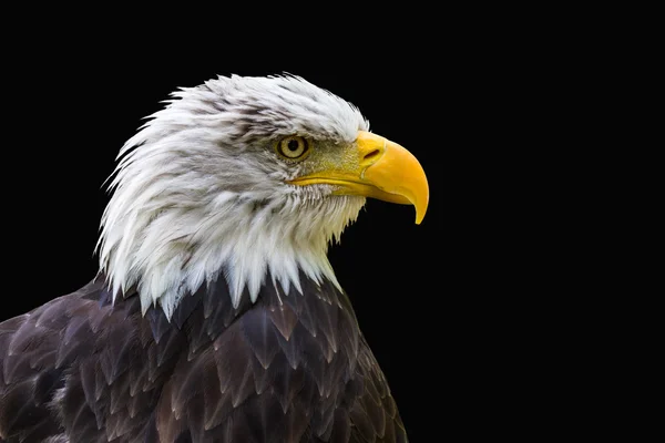 La cabeza del águila blanca de cerca . —  Fotos de Stock