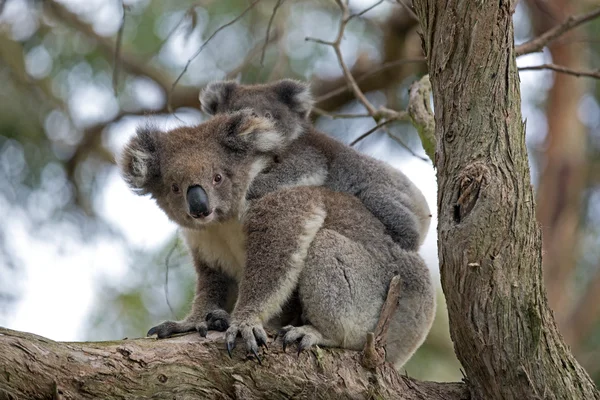 Baby koala on mother 's back — стоковое фото