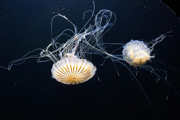 Duas medusas de urtiga. — Fotografia de Stock