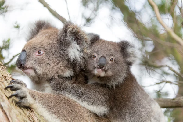 Koala medve feje, anyja hátán — Stock Fotó