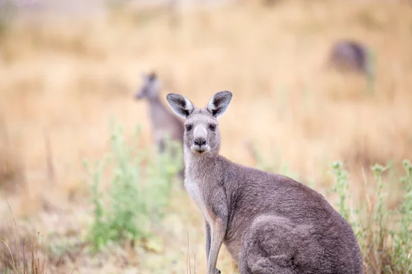 Kangaroo in the wild, Grampians, Australia — Stock Photo, Image