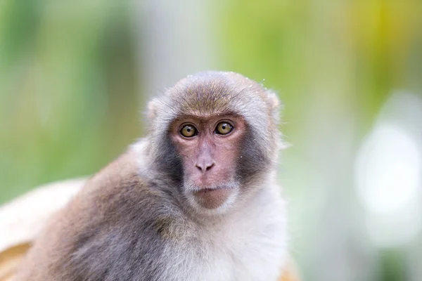 Makákó majom, Monkey island. Nha Trang, Vietnam. Jogdíjmentes Stock Képek