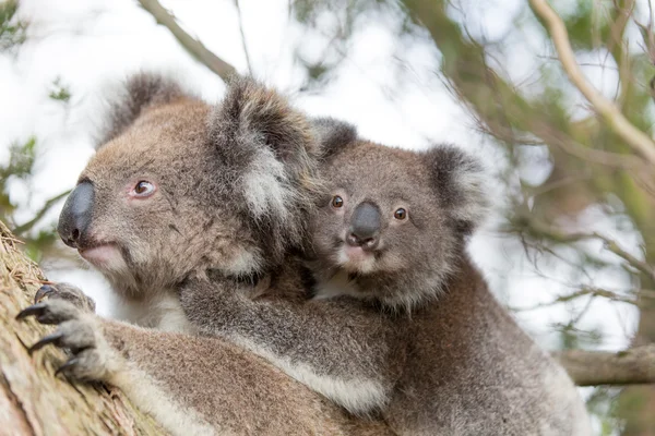 Koala oso cabeza en la espalda de mamá Imagen de stock