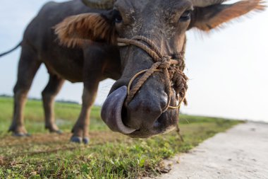 Manda veya iç Asya manda, Vietnam