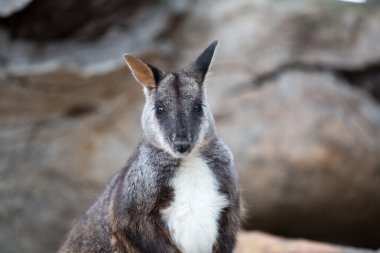 Bataklık kanguru (Wallabia bicolor), olarak da bilinen siyah kanguru.