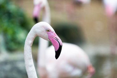 Güzel pembe Pembe Flamingo suda dinlenme.