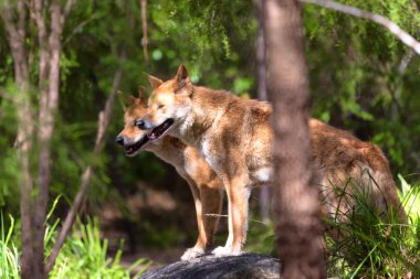 Dingos tutsak, Avustralya