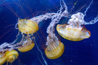 Spectacular jellyfish floating in aquarium clipart