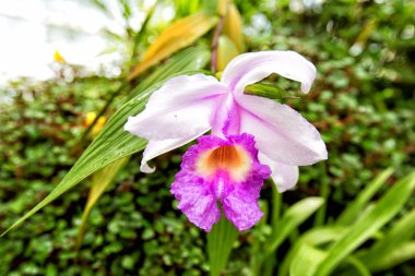 San Francisco Conservatory of Flowers Golden Gate Park, Ochid.