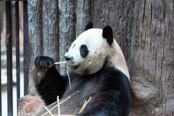 Panda comendo bambu no zoológico — Fotografia de Stock