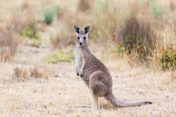 Canguro, Australia —  Fotos de Stock