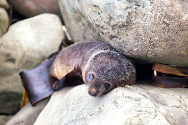 Foca bebé en las rocas de Kaikoura en Nueva Zelanda —  Fotos de Stock