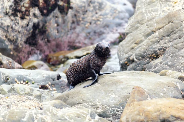 Young Sea Lion, Новая Зеландия — стоковое фото