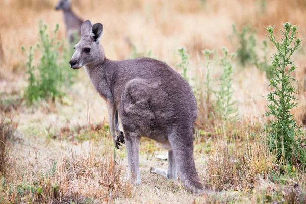 Kangaroo ในป่า — ภาพถ่ายสต็อก