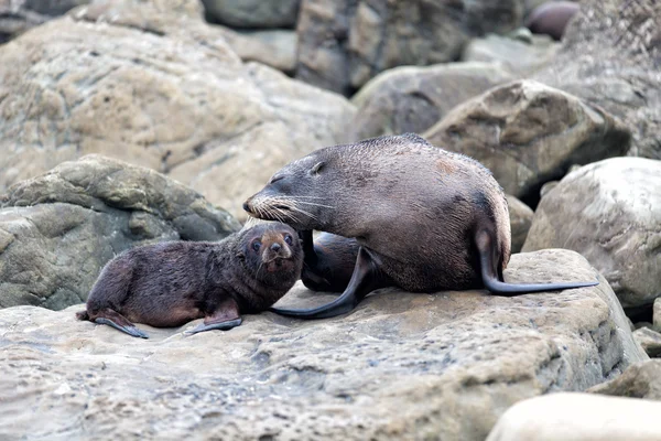 Nueva Zelanda madre de la foca de piel y su bebé . — Foto de Stock