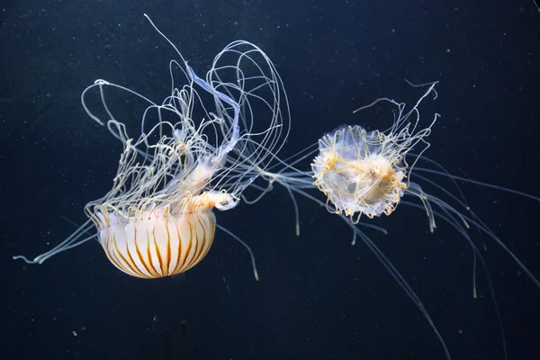 Jellyfish (Rhizostoma pulmo) floating in deep blue water.