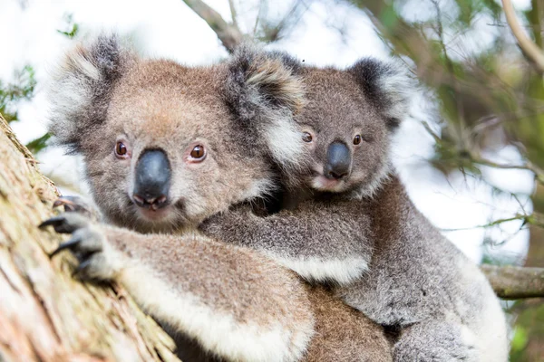 Ausztrália baba Koala medve és az anya ül egy fa. — Stock Fotó