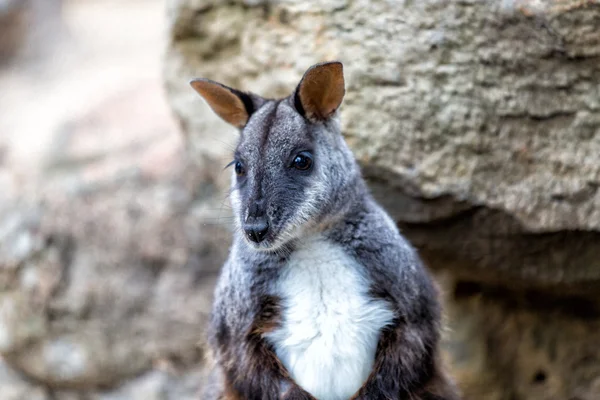 Mocsári kenguru (Wallabia bicolor), más néven a fekete wallaby. Vadon élő állatok. — Stock Fotó