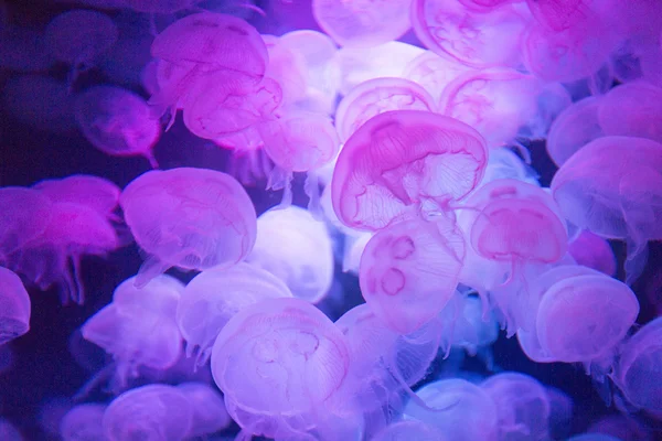 Spettacolari meduse viola galleggianti in acquario . — Foto Stock