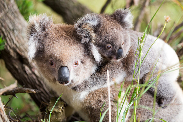 Australia Baby Koala Bear and mom at the bottom of a tree.