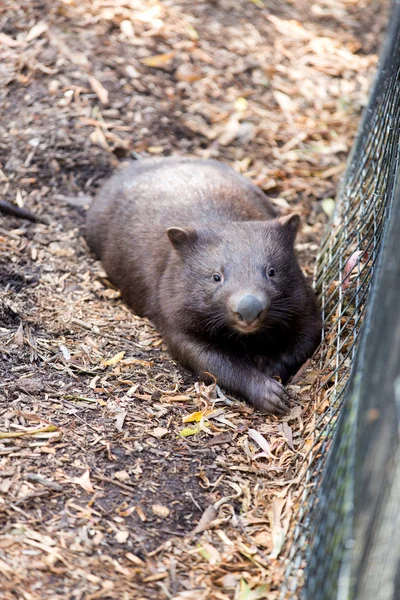 Avustralya'da wombat, yakın çekim Telifsiz Stok Fotoğraflar