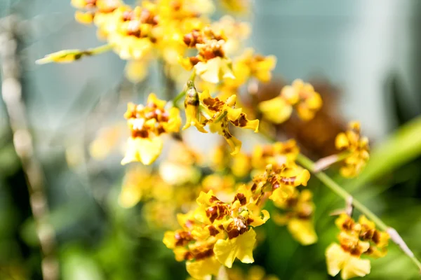 Parlak sarı Oncidium Orkide'de San Francisco Conservatory of Flowers. Telifsiz Stok Fotoğraflar
