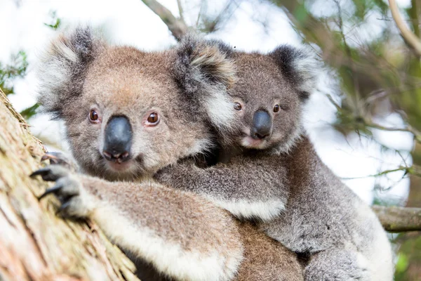 Avustralya bebek Koala ayı ve bir ağacın üzerinde oturan Anne. Telifsiz Stok Fotoğraflar