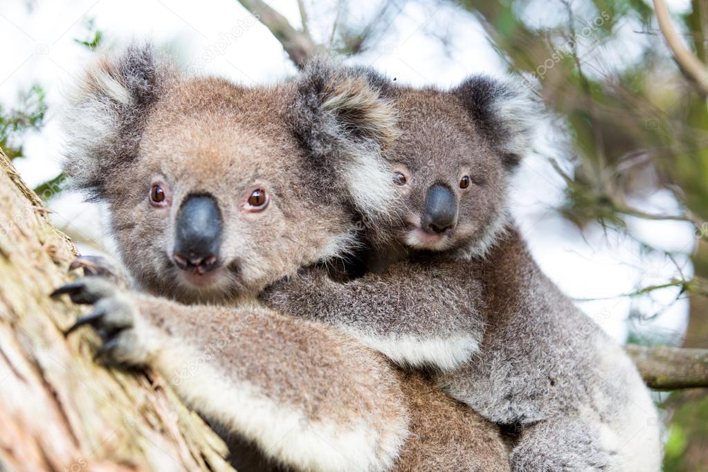 Australia Baby Koala Bear and mom sitting on a  tree.