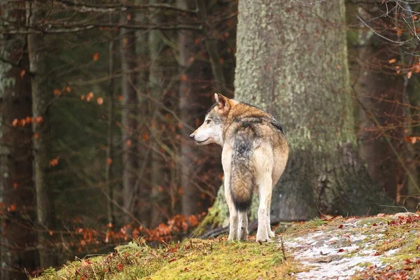 Eurazjatycki wilk w kolorowych jesiennych liściach — Zdjęcie stockowe