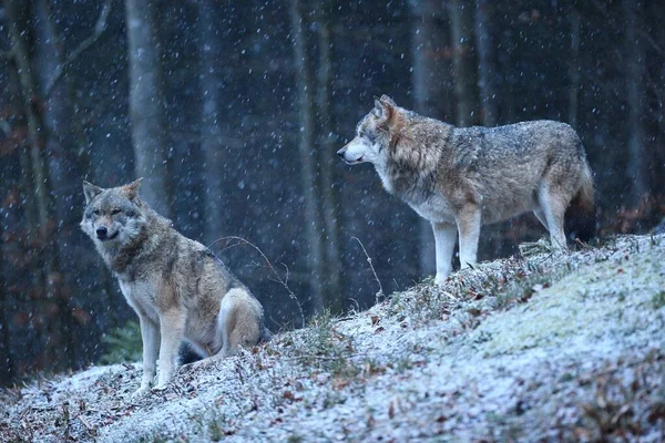 Eurasischer Wolf im Winterschneefall — Stockfoto