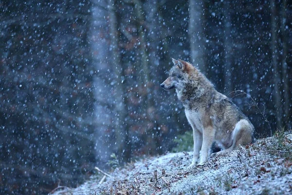 Lobo eurasiano no inverno queda de neve — Fotografia de Stock