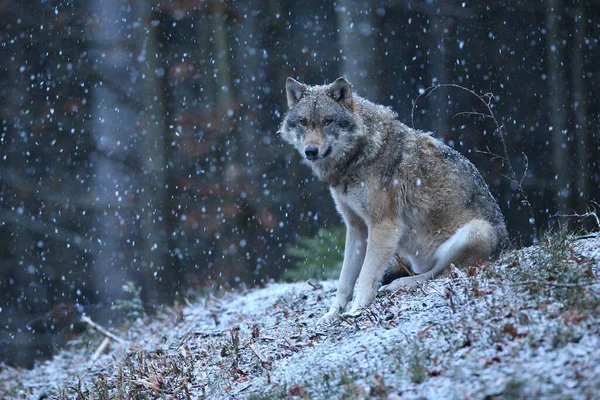 Lobo eurasiano no inverno queda de neve — Fotografia de Stock