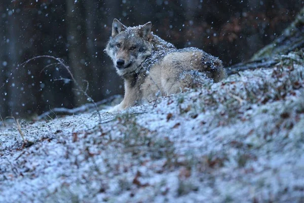 Lobo eurasiano no inverno queda de neve — Fotografia de Stock
