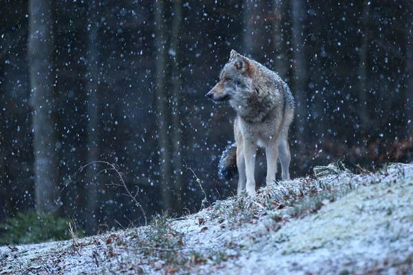 Eurasischer Wolf im Winterschneefall lizenzfreie Stockfotos