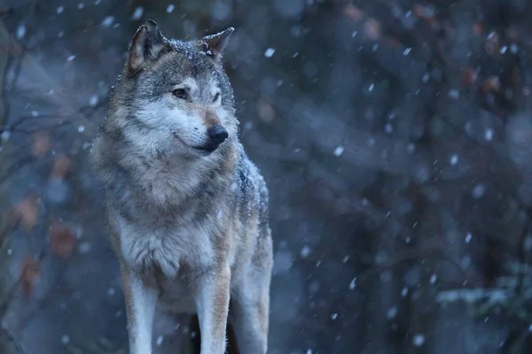 Eurázsiai farkas a téli hóesésben Jogdíjmentes Stock Képek