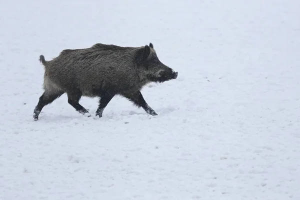 Kış boyunca karda yaban domuzu — Stok fotoğraf