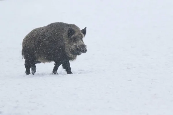 Wildschweine im Schnee im Winter — Stockfoto